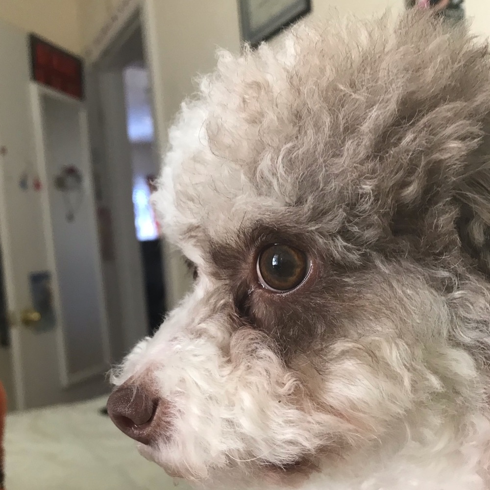 Meet your Posher, Guadalupe